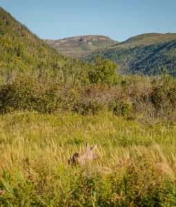 moose and bear hunting in newfoundland