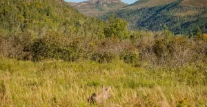 Understanding Moose Behavior and Habitats