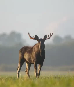 moose hunting experience newfoundland