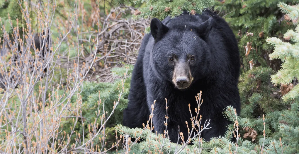 Best Black Bear Hunting Destination