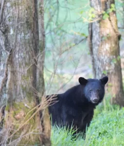 black bear hunting nc hunters