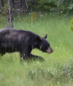 black bear newfoundland virginia