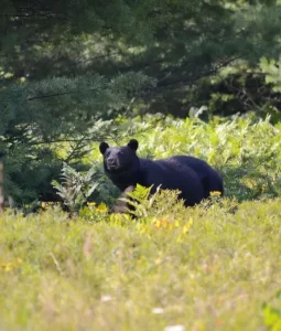 canada black bear virginia