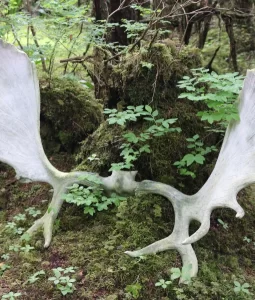 hunting moose newfoundland virginia