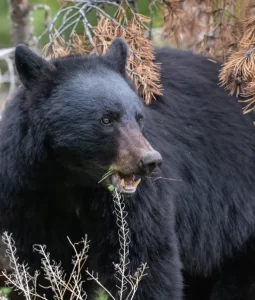 moose and bear hunting guide north carolina