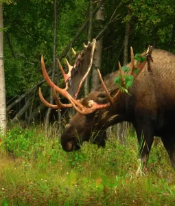 moose newfoundland virginia hunting