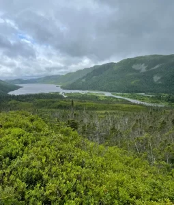 wild moose hunting