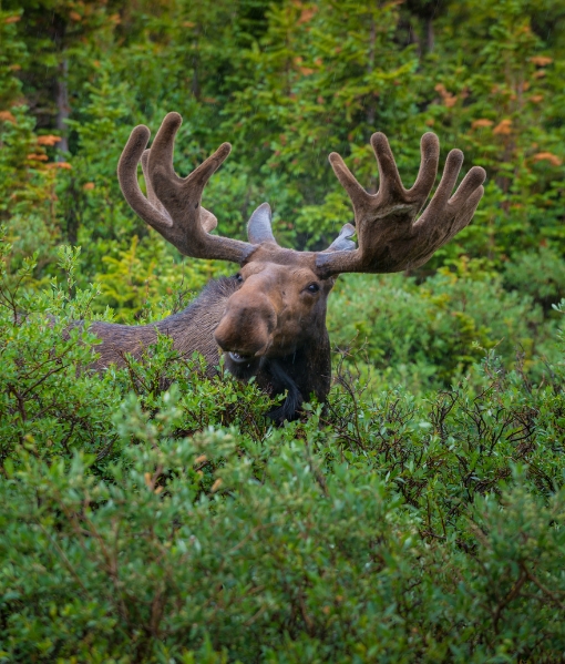 best moose hunting south carolina