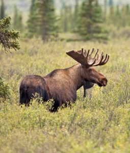 Garia Bay banner trophy hunting tennessee