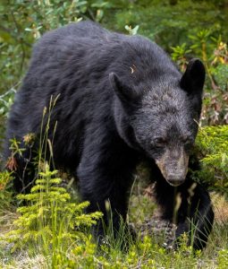 Garia Bay banner trophy hunting south carolina