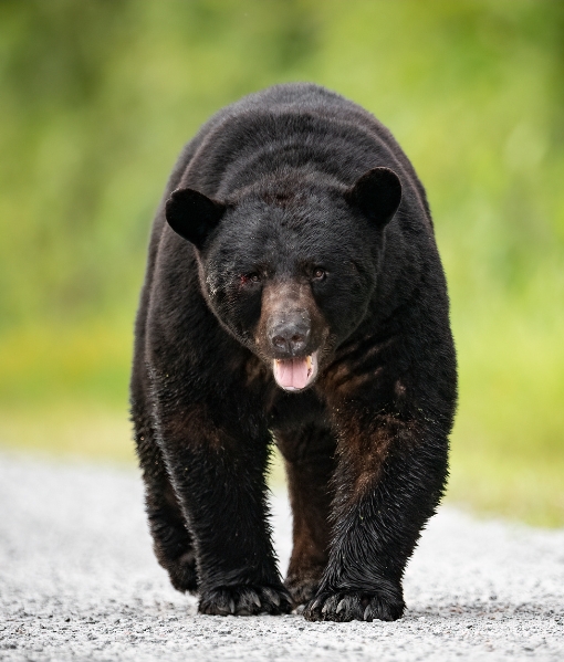 black bear hunting south carolina