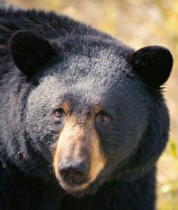 Garia Bay banner trophy hunting georgia