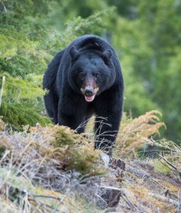 Garia Bay banner trophy hunting ohio