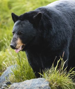 Garia Bay banner trophy hunting tennessee