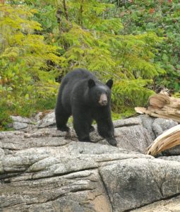 Garia Bay banner trophy hunting kentucky