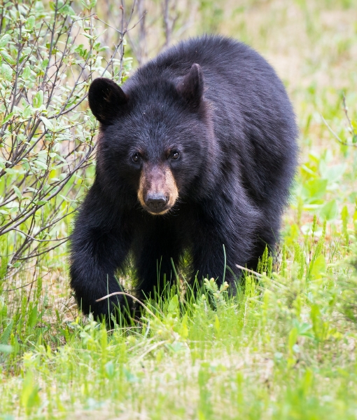 Garia Bay banner trophy hunting kentucky