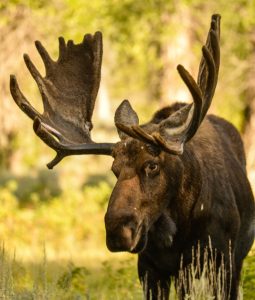 Garia Bay banner trophy hunting ohio