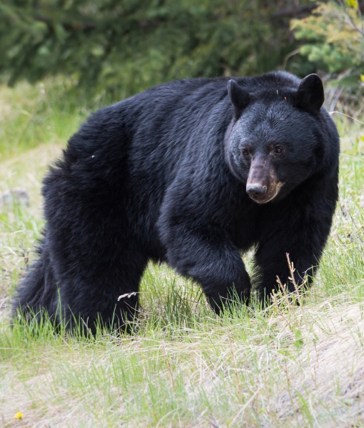 Garia Bay banner trophy hunting tennessee