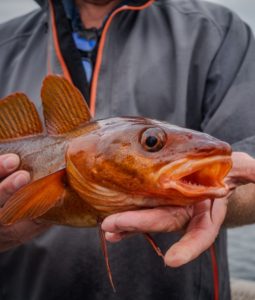 Garia Bay banner trophy hunting tennessee