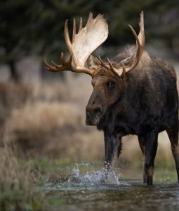 Garia Bay banner trophy hunting south carolina