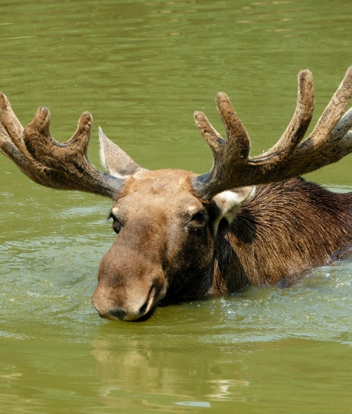 Garia Bay banner trophy moose hunting kentucky