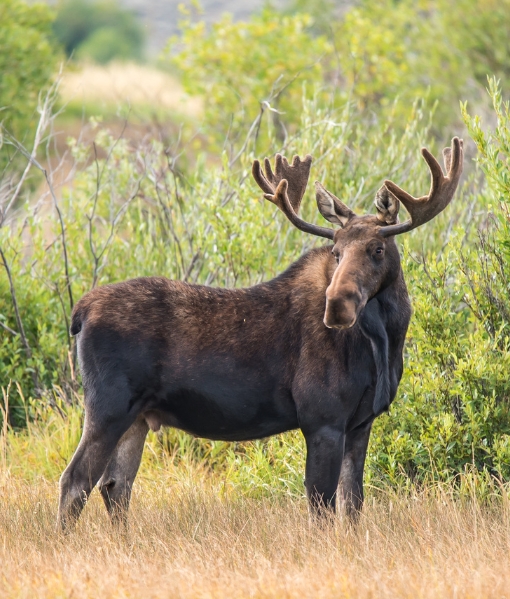 Garia Bay banner trophy hunting tennessee