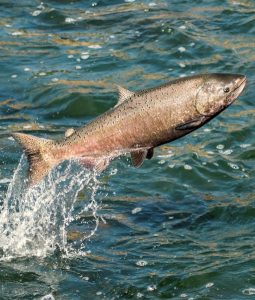 best trophy fishing indiana