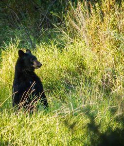 big bear hunting adventure