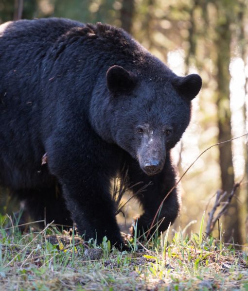 black bear hunting canada