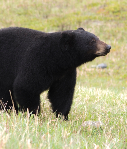 black bear hunting for illinois hunters