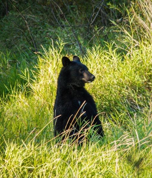 black bear hunting indiana