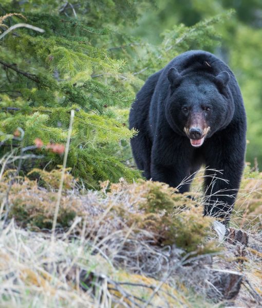 black bear trophy hunts canada