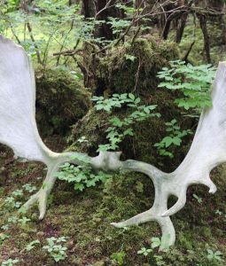 canada big game adventure