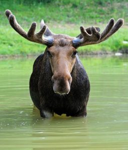guided moose hunt newfoundland