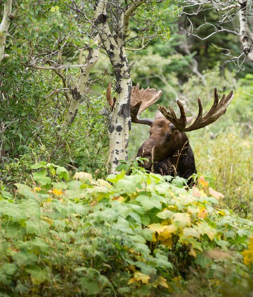 guided moose hunts