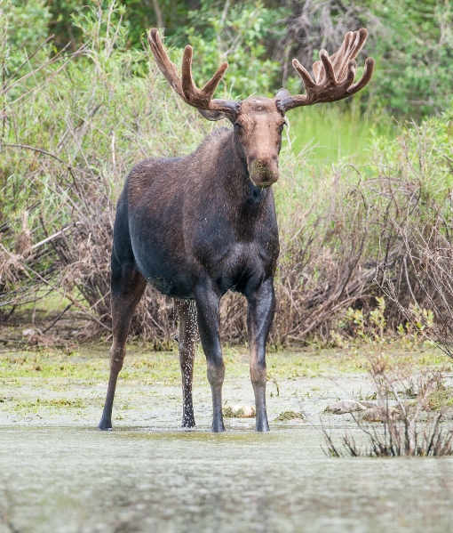 moose hunting for illinois hunters