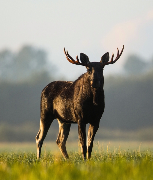 moose hunting indiana