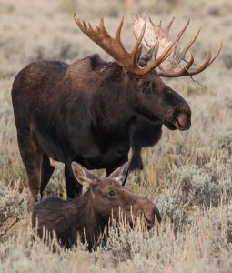 moose hunting newfoundland