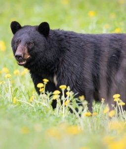 newfoundland wilderness hunting