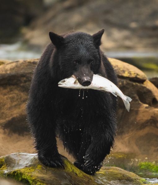 newfoundland wilderness hunting bear