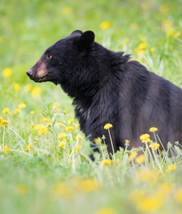 Garia Bay banner trophy hunting illinois