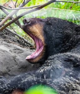 trophy black bear hunting indiana