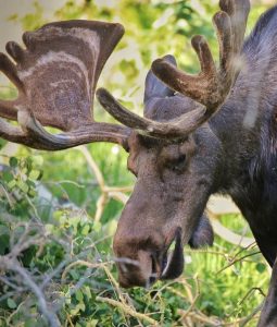 Garia Bay banner trophy hunting illinois
