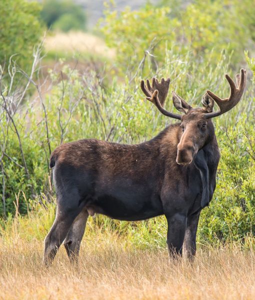beginner moose hunting trip in canada