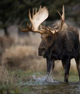 newfoundland moose hunting first time experience